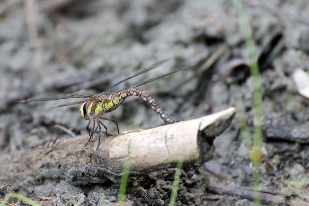 Aeshna mixta,  femmina